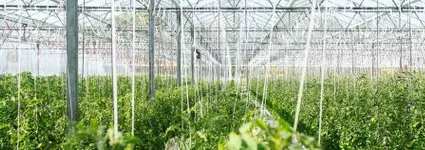 Revolución del Internet de las Cosas en la Agricultura