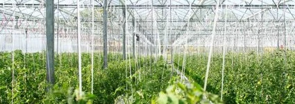 Revolución del Internet de las Cosas en la Agricultura