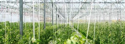 Revolución del Internet de las Cosas en la Agricultura